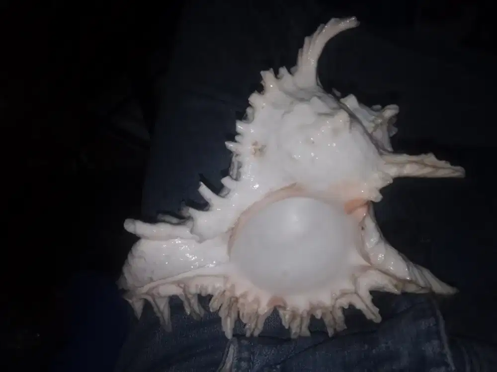Sea Shell maniac