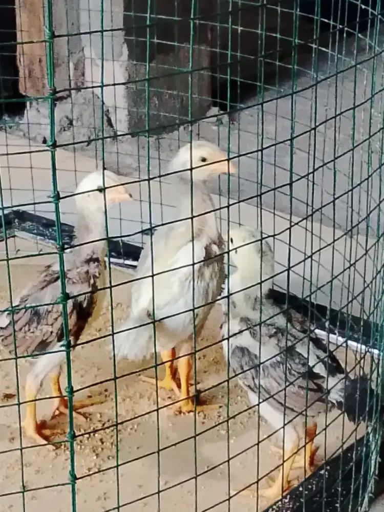 Anak Ayam Flucker x Bangkok
