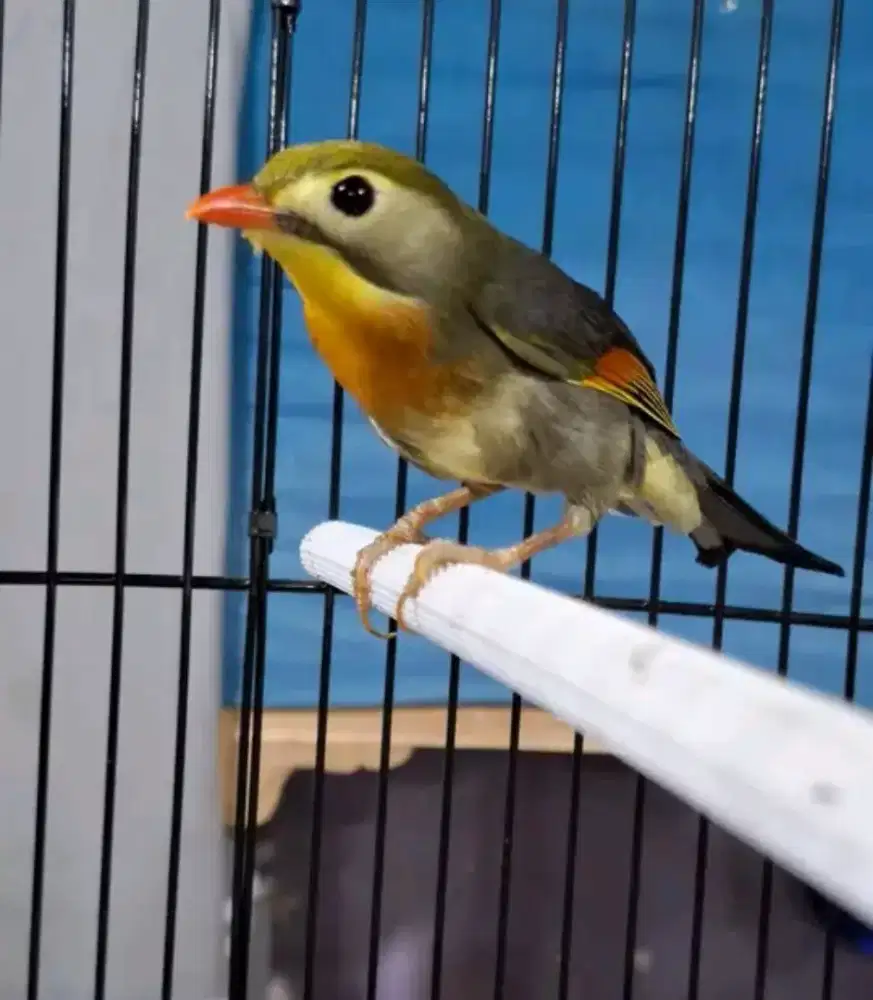 Burung robinjantan mulus