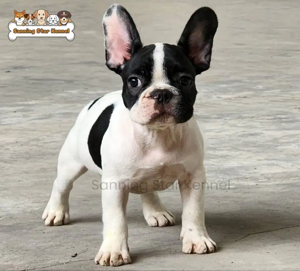 French Bulldog Frenchie Belang sapi