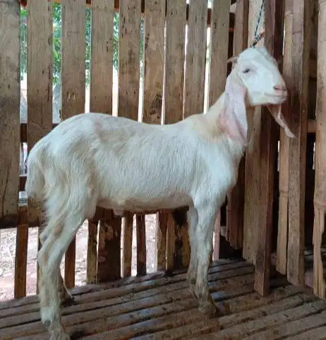 kambing jantan 40kiloanUP siap kambing qurban timbang hidup murmer top