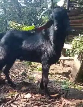 tabungan kambing qurban 40kiloanUP 450rb/bln 10x layak kurban 2027 top