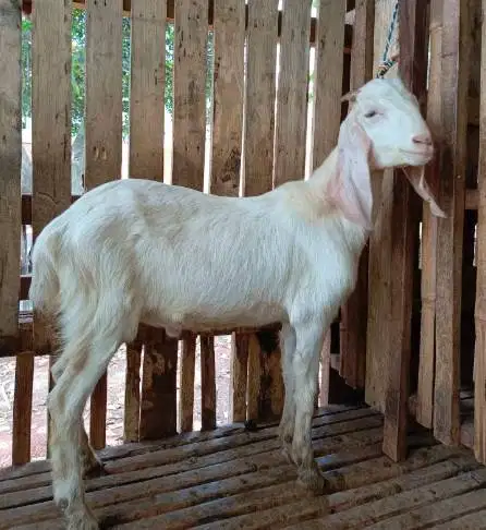 kambing jantan 40kiloanUP siap kambing qurban 2026 timbang hidup puas
