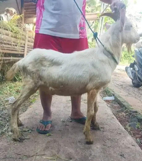 tabungan kambing jantan 40kiloanUP siap kurban 2027 400rb/bln 11x puas