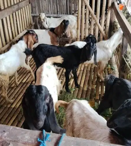 tabungan kambing jantan 40kiloanUP siap kurban 2027 400rb/bln 11x puas