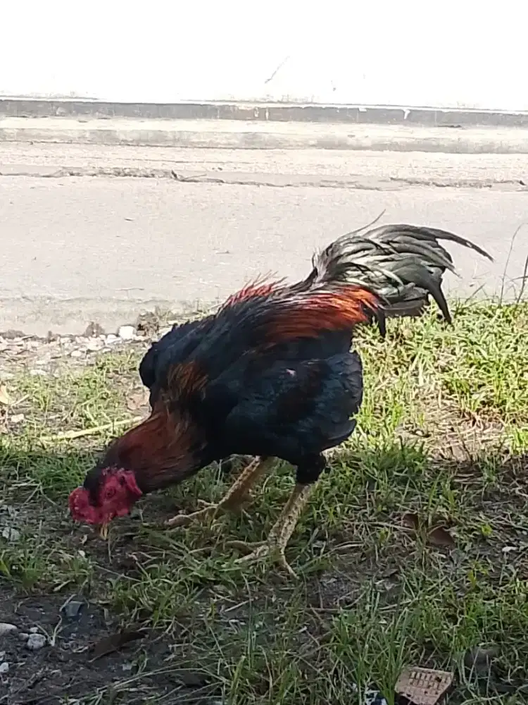 Ayam Bangkok Sisik Naga