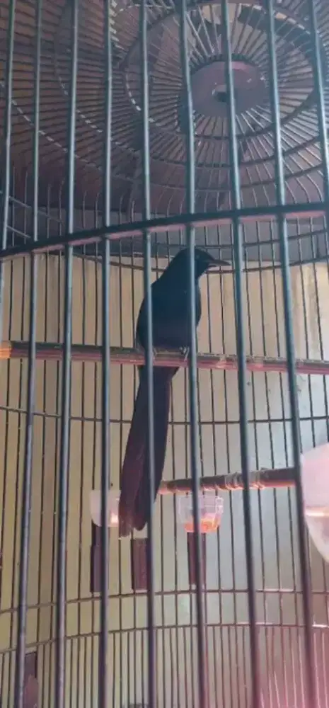 Murai batu black shama jantan endemik philipina