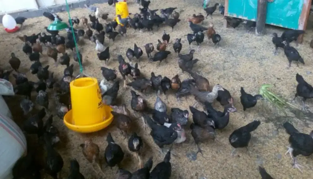 Jual ayam kampung dan telur telor ayam kampung kaban jahe tanah karo