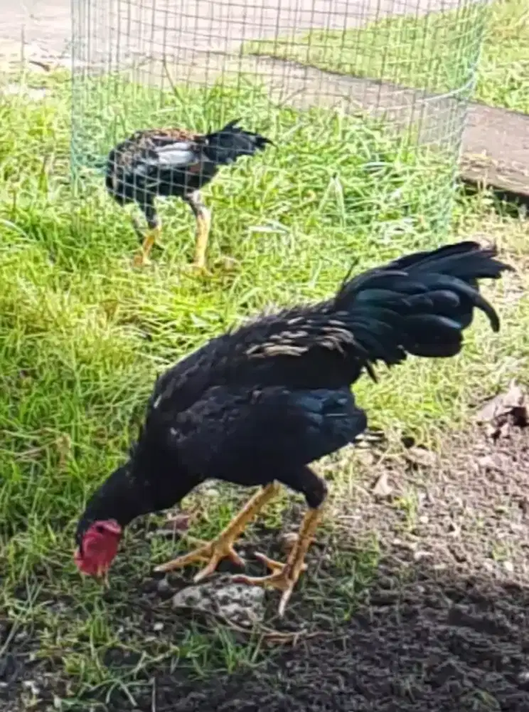 Black Jalak Pangeran