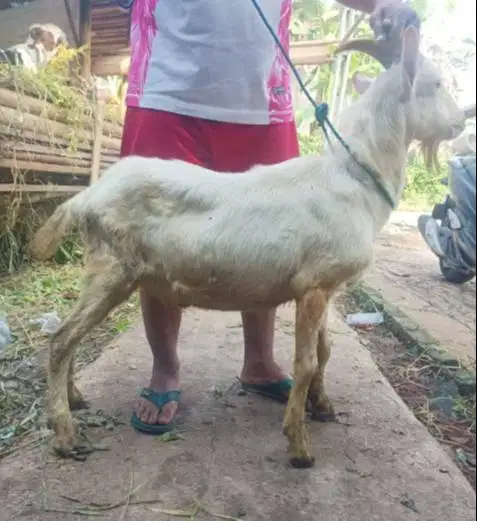 kambing qurban 40kiloanUP timbang hidup siap hewan kurban ekonomisan