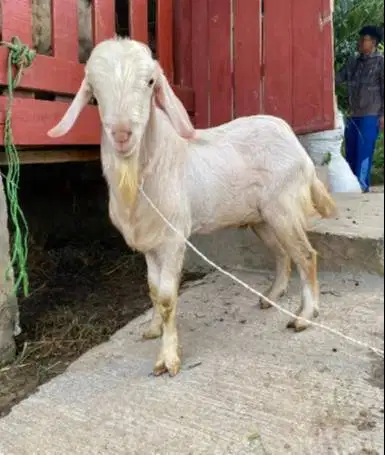 kambing qurban 40kiloanUP timbang hidup siap hewan kurban ekonomisan