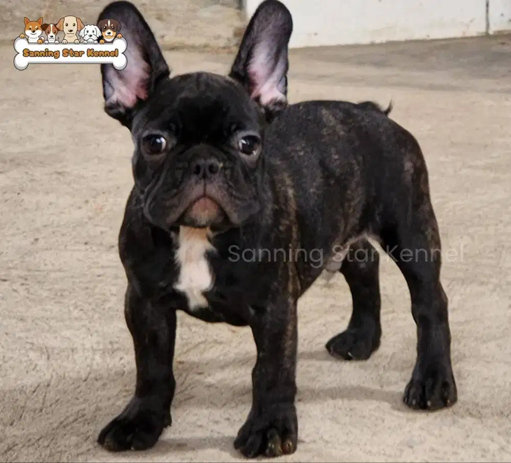 French Bulldog Frenchie Brindle