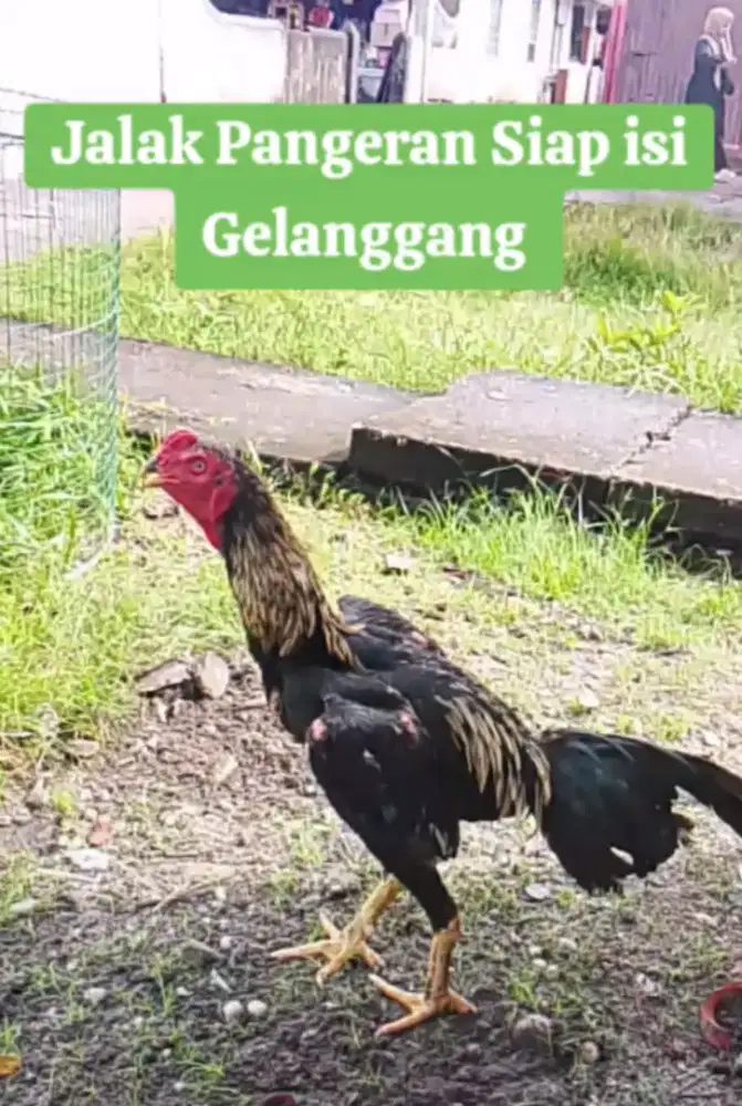 Jalak Trah Phakoy Kombinasi