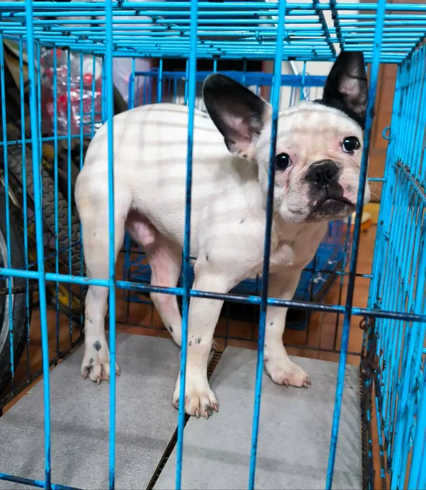 French Bulldog Frenchie Belang sapi