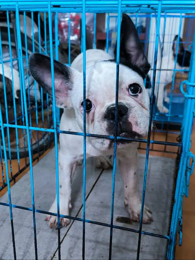 French Bulldog Frenchie Belang sapi