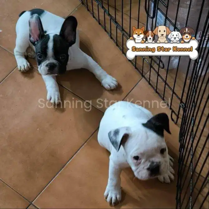 French Bulldog Frenchie Belang sapi