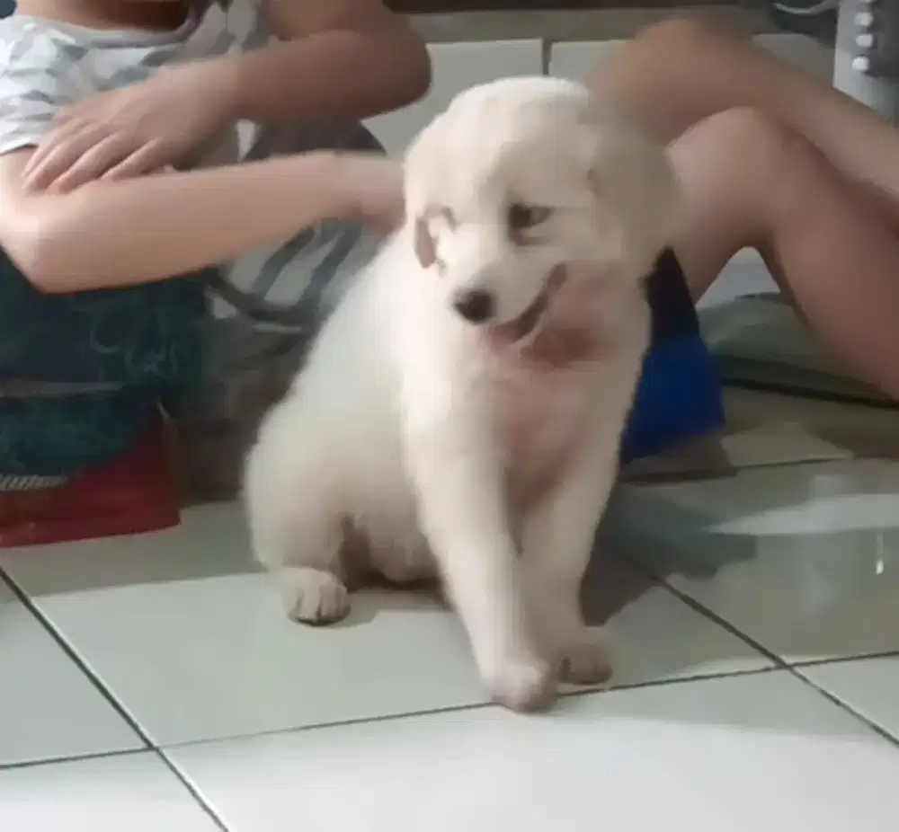 anjing mix golden