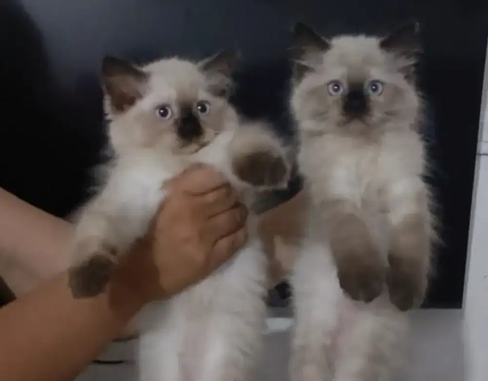 Kucing Ragdoll x Himalaya Lucu no minus terawat sehat.