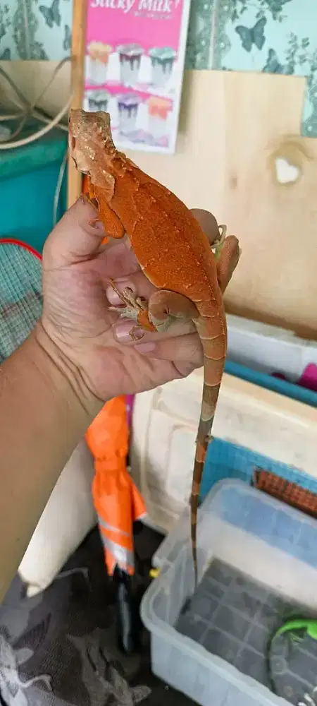 Iguana sr baby up