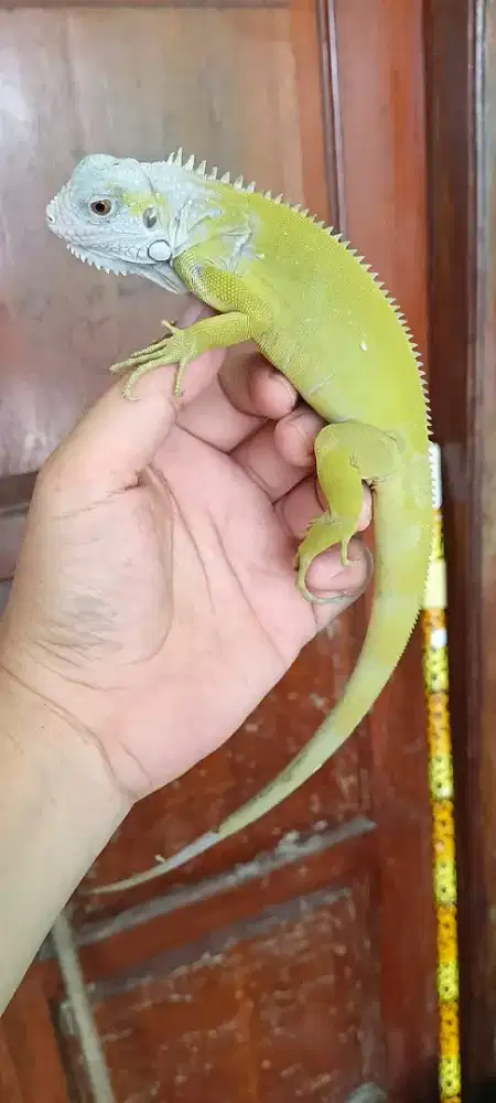 Iguana green hypo pala warna abu2