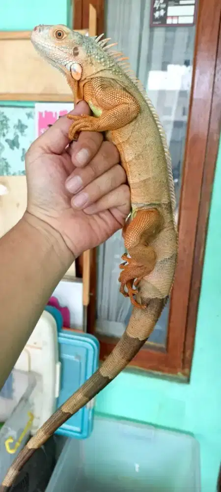 Iguana sr juve jitot