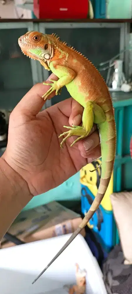 Iguana sr merah
