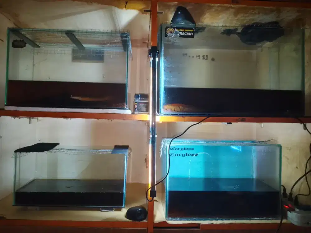 AQURIUM CHANNA DAN HIASAN