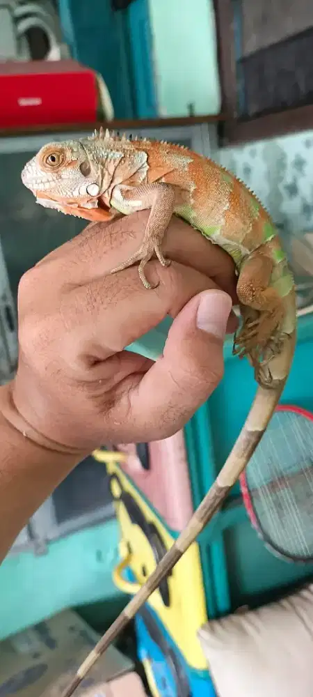 Iguana tobago hybrid red blang