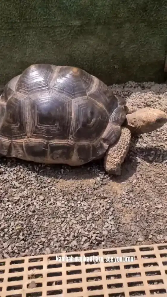 Kura kura aldabra jumbo 60cm