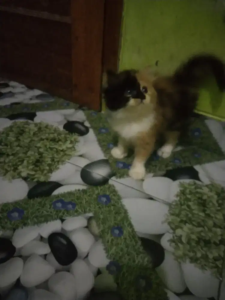 Kucing Persia Calico 2 bulan betina mandirii