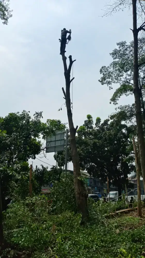 Jasa tebang pohon sejabodetabek