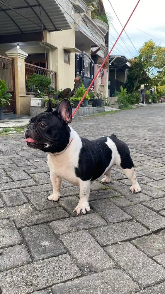 Frenchie open stud jasa kawin