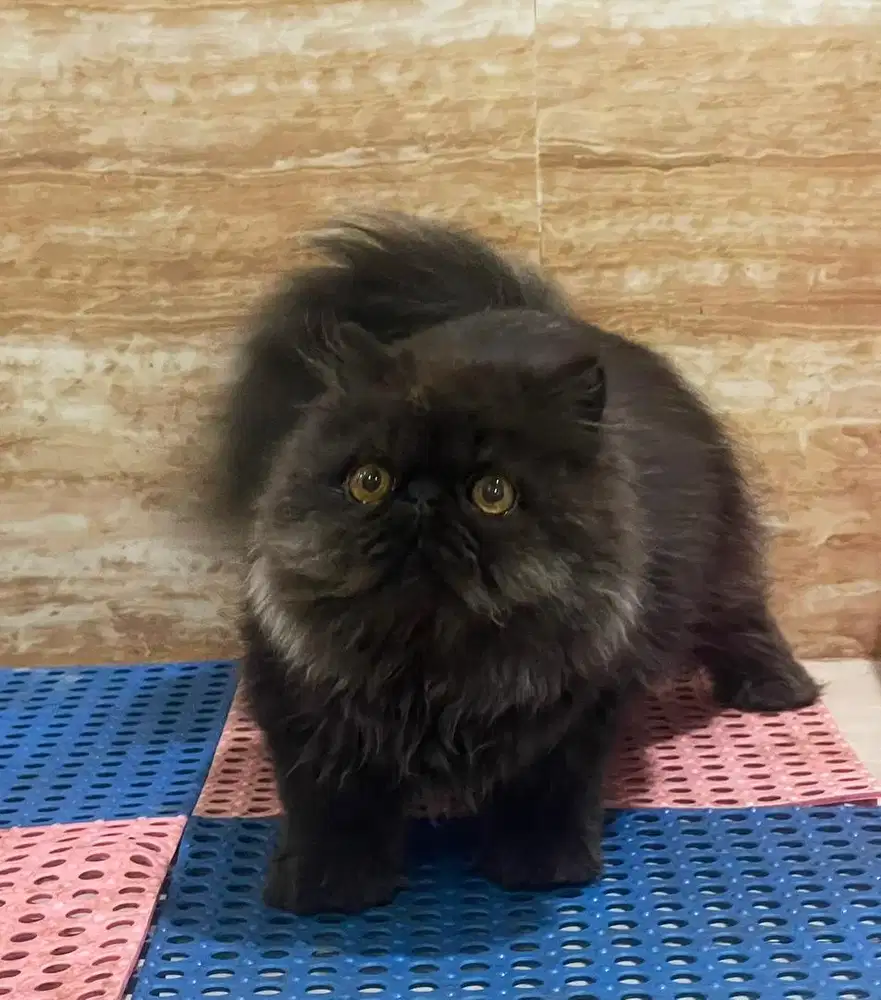 Kucing Persian Peaknose Jantan 5 bulan