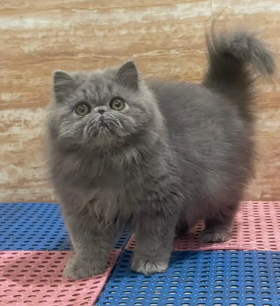 Kucing Persian Peaknose Jantan 5 bulan
