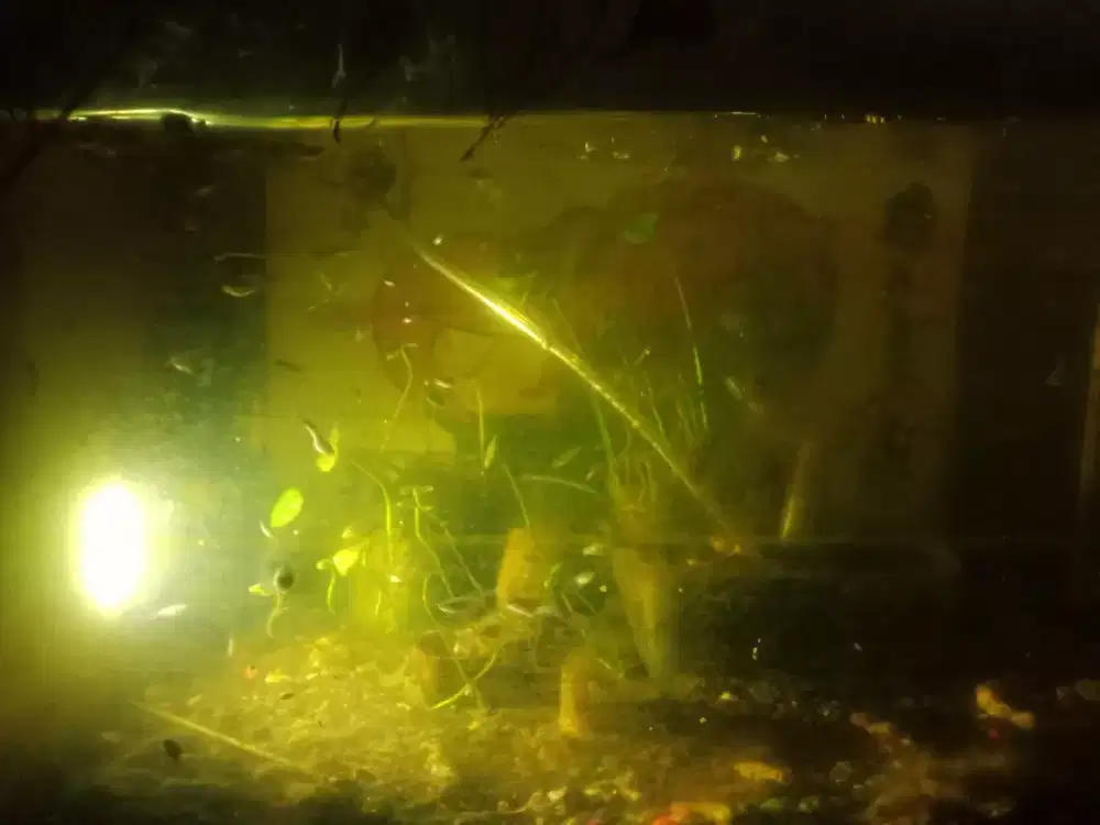 Jual ikan gupy2