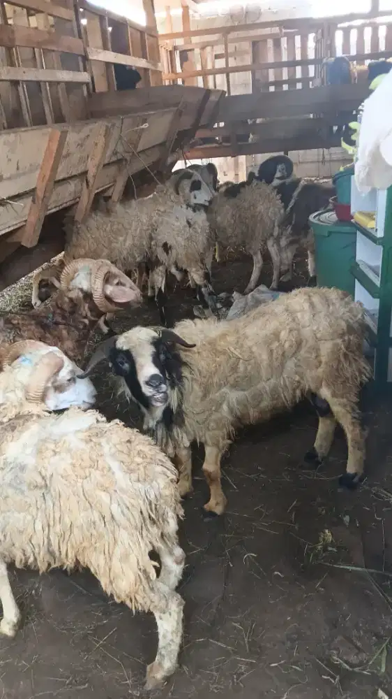 Jual kambing qurban