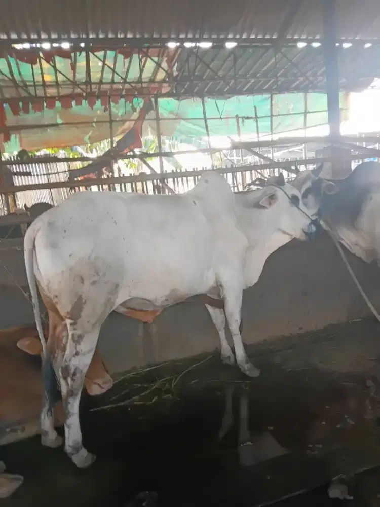 Jual sapi qurban
