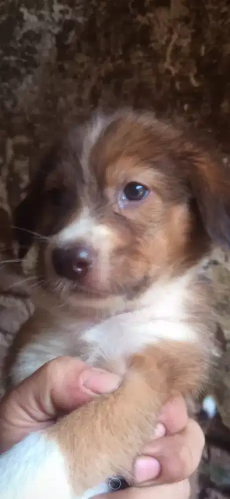 Anak anjing Pintar dan lucu