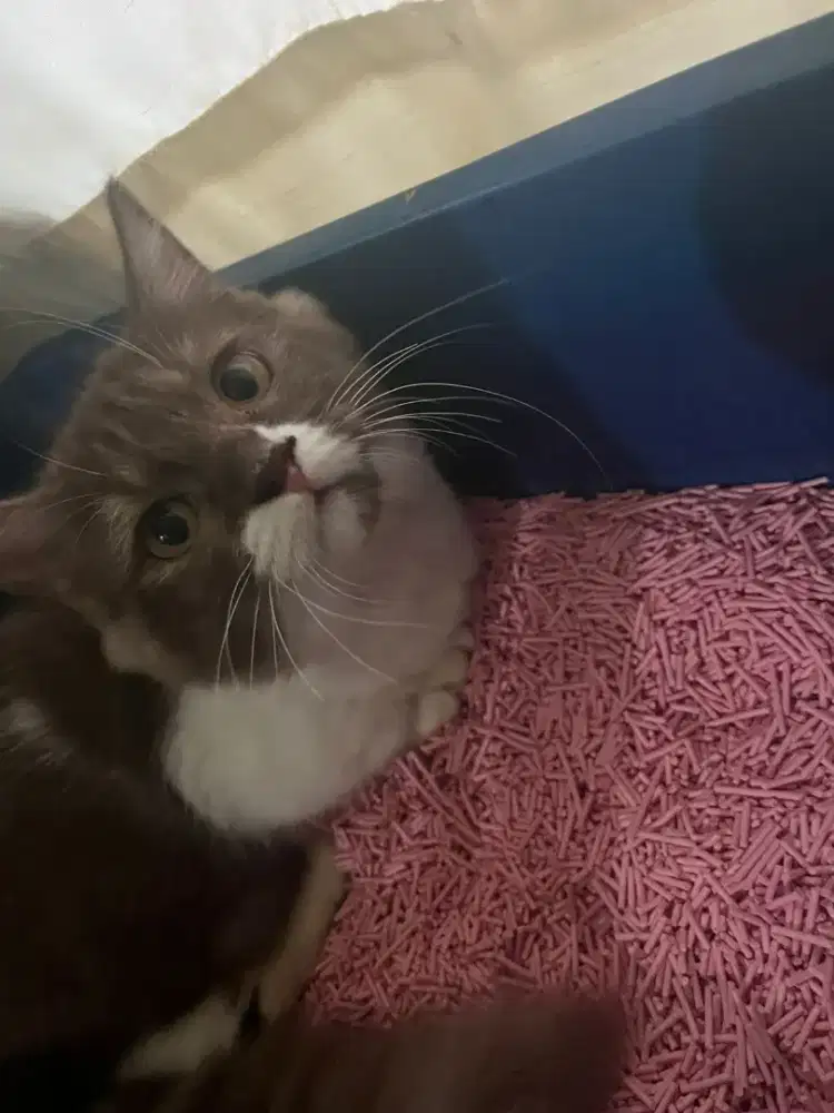 Kucing munchkin kaki pdk