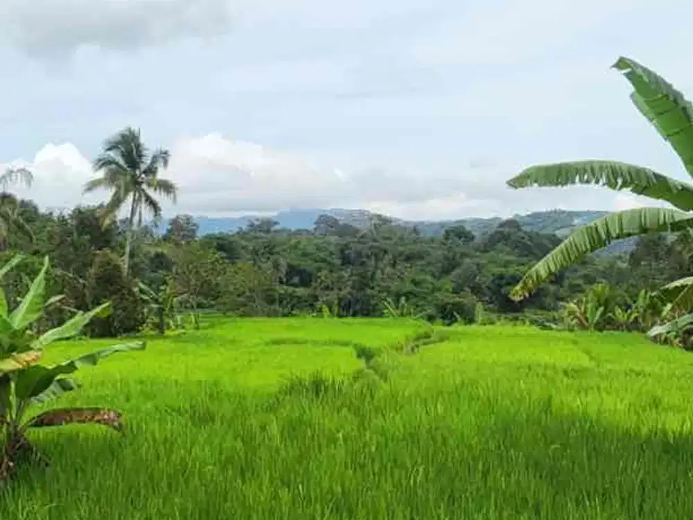 DIJUAL – Tanah Strategis di Pusat Kota Pangkalanbun