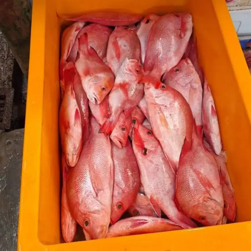 Kakap merah segar