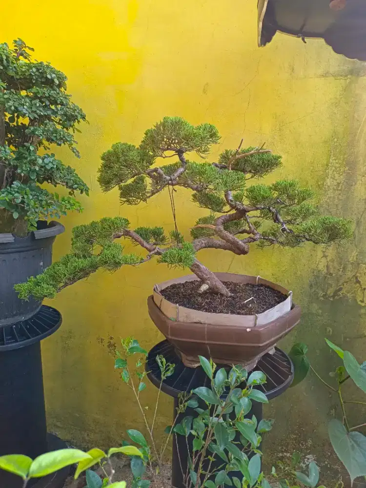 Cemara sinensis siap pajang
