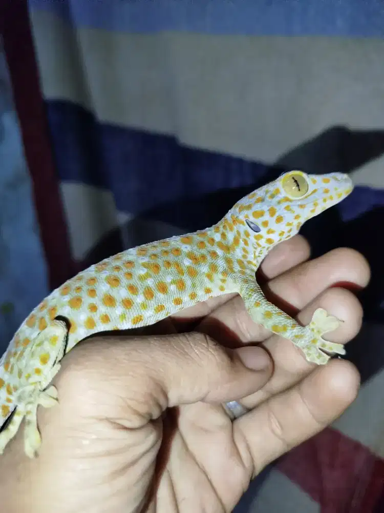 TOKEK RUMAH. KARAKTER ASIKK
