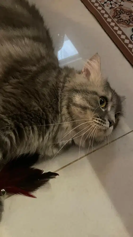 Adopt Kucing Munchkin NS