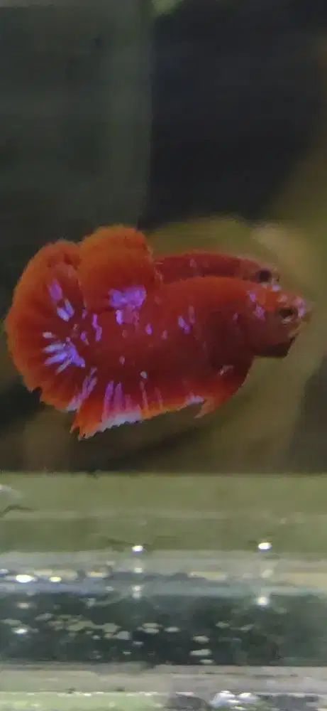 Red Purple Galaxy - Ikan Cupang
