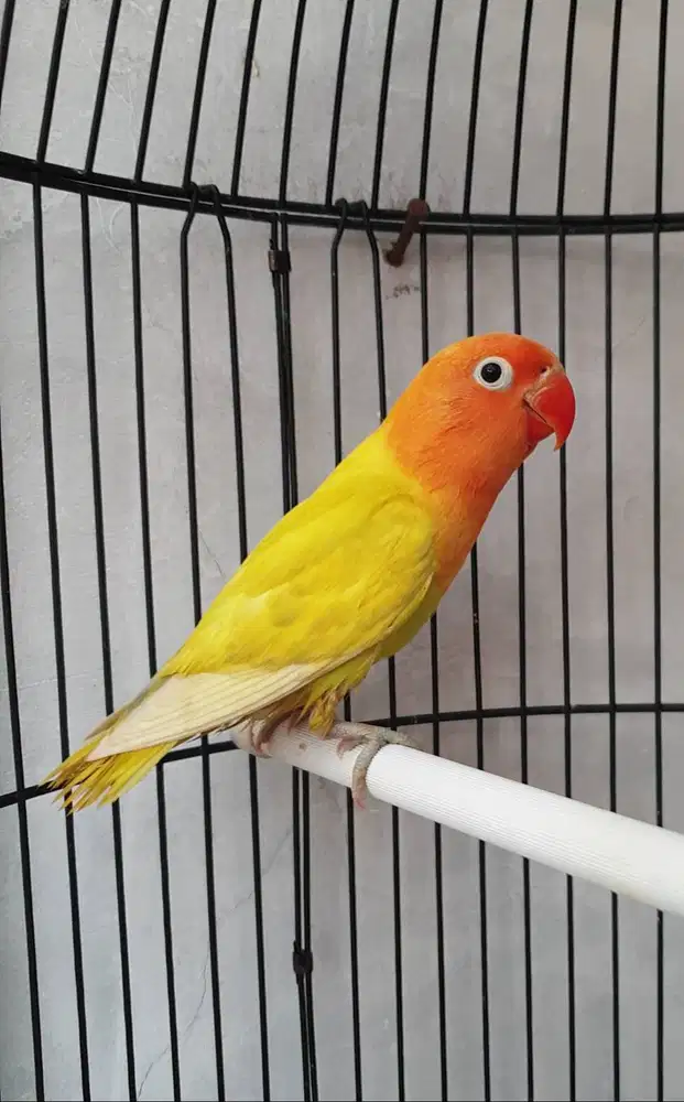 Lovebird pastel kuning