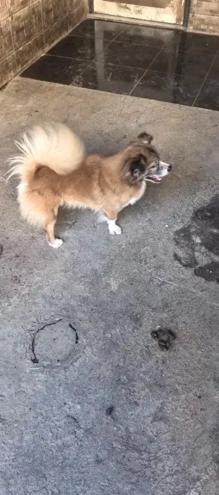 Anjing Mix 3 Ekor, Dijual Soale Mau Pindah Luar Kota