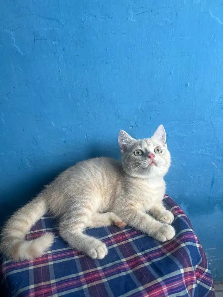 Bsh golden cream jantan