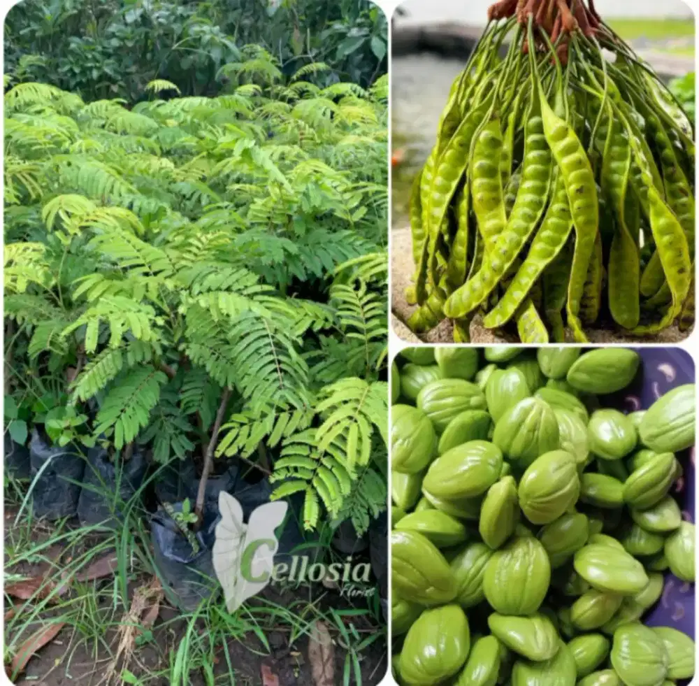Bibit Petai Kualitas unggul