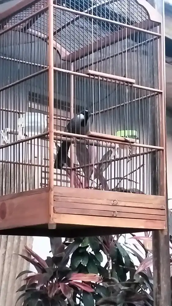 Poksay Hongkong berisik